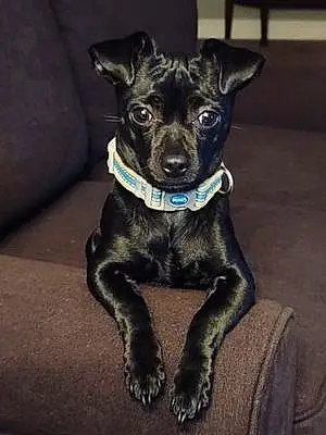 Name Chihuahua Dog Jet