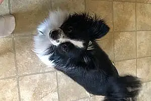 Pomeranian Dog Gracie