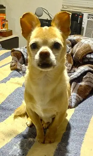 Name Chihuahua Dog Tigger