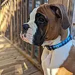 Dog, Dog breed, Collar, Carnivore, Fence, Whiskers, Companion dog, Fawn, Pet Supply, Boxer, Dog Collar, Working Animal, Wood, Snout, Wrinkle, Window, Canidae, Dog Supply, Door