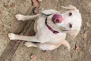 Name Labrador Retriever Dog Gemma