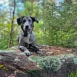 Dog, Plant, Dog breed, Wood, Carnivore, Tree, Fawn, Grass, Trunk, Companion dog, Snout, Groundcover, Working Animal, Forest, Terrier, Soil, Woodland, Art, Canidae, Terrestrial Animal