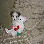 Toy, Dog, Carnivore, Dog breed, Grey, Couch, Companion dog, Fawn, Dog Supply, Toy Dog, Working Animal, Stuffed Toy, Bed, Furry friends, Canidae, Plush, Tail, Linens, Comfort