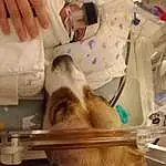 Hand, Dog, Finger, Health Care, Fawn, Carnivore, Dog breed, Companion dog, Medical Procedure, Felidae, Small To Medium-sized Cats, Service, Comfort, Medical, Nail, Furry friends, Patient, Science, Whiskers, Medical Assistant