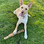 Dog, Plant, Carnivore, Dog breed, Grass, Companion dog, Fawn, Tail, Lawn, Collar, Canidae, Paw, Terrestrial Animal, Monoplane, Dog Supply, Non-sporting Group, Ancient Dog Breeds, Hunting Dog, Working Dog