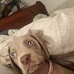 Dog, Dog breed, Working Animal, Carnivore, Jaw, Comfort, Wood, Fawn, Companion dog, Wrinkle, Whiskers, Snout, Weimaraner, Liver, Canidae, Wrist, Linens, Personal Protective Equipment, Furry friends