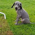 Dog, Plant, Dog breed, Carnivore, Grass, Fawn, Companion dog, Working Animal, Collar, Snout, Tail, Lawn, Whiskers, Terrestrial Animal, Dog Supply, Yard, Hunting Dog, Non-sporting Group, Puppy