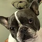 Dog, White, Carnivore, Ear, Working Animal, Dog breed, Bulldog, Whiskers, Fawn, Companion dog, Snout, Toy Dog, Terrestrial Animal, French Bulldog, Boston Terrier, Canidae, Wrinkle, Collar, Comfort