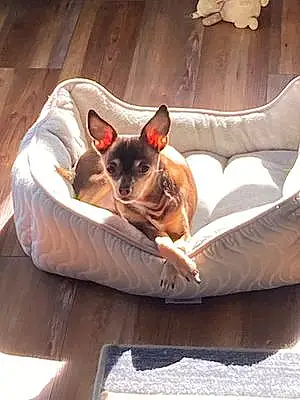 Name Chihuahua Dog Pete