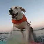 Water, Sky, Dog, Collar, Carnivore, Companion dog, Fawn, Happy, Dog breed, Working Animal, Snout, Wind Wave, Dog Collar, Cloud, Ball, Leisure, Ocean, Fun, Wind, Seabird