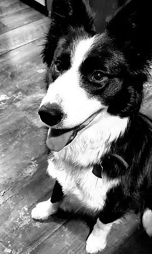 Border Collie Dog Bella