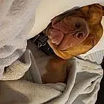 Dog, Comfort, Jaw, Sleeve, Carnivore, Fawn, Companion dog, Dog breed, Wrinkle, Working Animal, Liver, Whiskers, Linens, Furry friends, Peach, Tail, Non-sporting Group, Canidae, Blanket