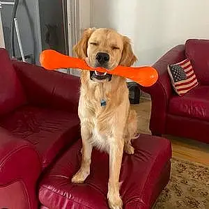 Name Golden Retriever Dog Polo