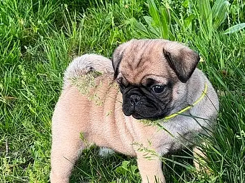 Pug, Dog, Plant, Carnivore, Dog breed, Grass, Fawn, Companion dog, Toy Dog, Snout, Groundcover, Wrinkle, Canidae, Working Animal, Terrestrial Animal, Whiskers, Puggle, Soil
