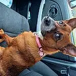 Dog, Car, Carnivore, Dog breed, Collar, Ear, Vehicle, Fawn, Companion dog, Liver, Vehicle Door, Snout, Dog Collar, Whiskers, Car Seat, Windshield, Working Animal, Steering Wheel, Auto Part