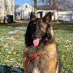 Dog, Dog breed, Sky, Carnivore, Collar, Tree, Snout, Window, Companion dog, Working Animal, Building, Canidae, King Shepherd, Working Dog, Grass, East-european Shepherd, Furry friends, Non-sporting Group, Canis