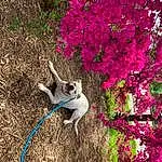 Plant, Dog, Flower, Botany, Leaf, Carnivore, Tree, Branch, Dog breed, Petal, Grass, Fawn, Companion dog, Groundcover, Tints And Shades, Shrub, Magenta, Tail, Collar, Felidae