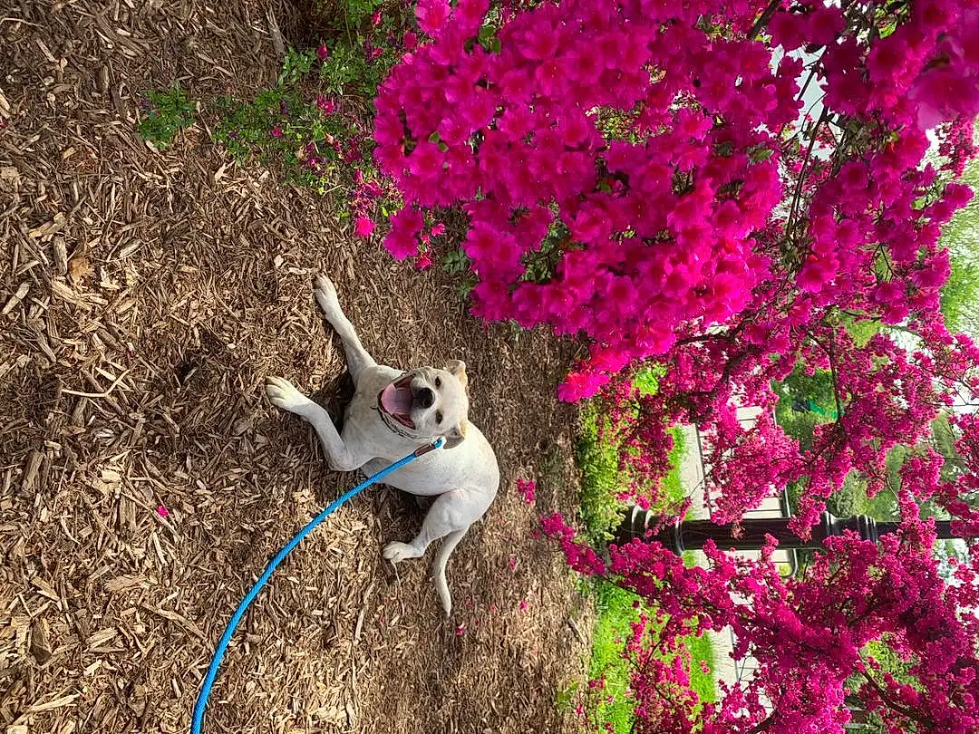 Plant, Dog, Flower, Botany, Leaf, Carnivore, Tree, Branch, Dog breed, Petal, Grass, Fawn, Companion dog, Groundcover, Tints And Shades, Shrub, Magenta, Tail, Collar, Felidae