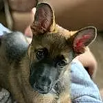 Dog, Dog breed, Carnivore, Whiskers, Fawn, Ear, Snout, Companion dog, Furry friends, Terrestrial Animal, Canidae, Toy Dog