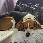 Dog, Furniture, Comfort, Dog breed, Carnivore, Fawn, Couch, Companion dog, Snout, Window, Scent Hound, Linens, Dog Supply, Canidae, Service, Room, Living Room, Nap