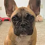 Dog, Bulldog, Dog breed, Carnivore, Ear, Companion dog, Fawn, Whiskers, Wrinkle, Snout, Working Animal, Toy Dog, Terrestrial Animal, Canidae, Molosser, Non-sporting Group, Ancient Dog Breeds, Grass