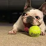 Dog, Carnivore, Dog breed, Ear, Fawn, Companion dog, Grass, Tennis Ball, Ball, Whiskers, Snout, Bulldog, Terrestrial Animal, Toy Dog, Canidae, Pet Supply, Working Animal