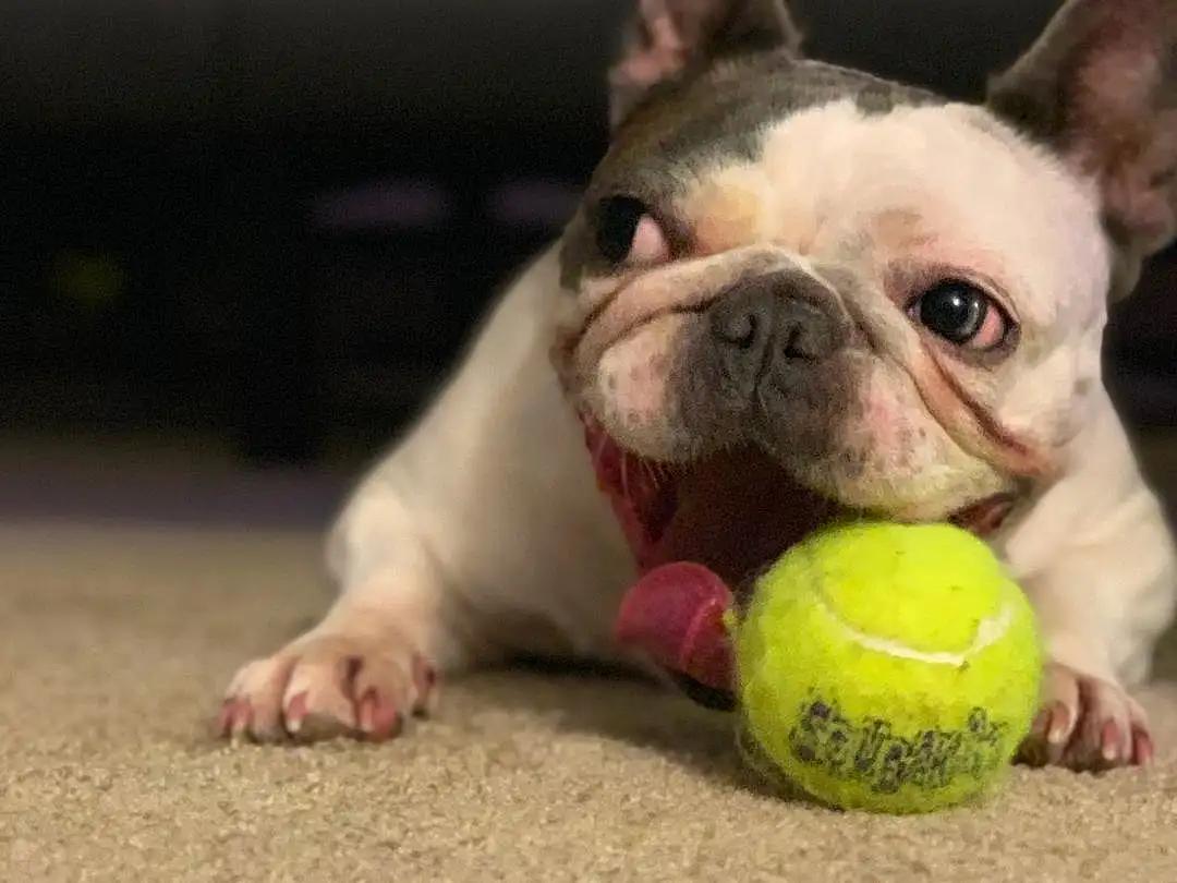 Dog, Carnivore, Dog breed, Ear, Fawn, Companion dog, Grass, Tennis Ball, Ball, Whiskers, Snout, Bulldog, Terrestrial Animal, Toy Dog, Canidae, Pet Supply, Working Animal