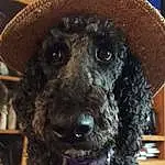 Dog, Dog breed, Water Dog, Carnivore, Hat, Companion dog, Working Animal, Snout, Cap, Toy, Collar, Toy Dog, Metal, Furry friends, Ringlet, Fashion Accessory, Poodle, Canidae, Dog Collar