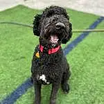 Dog, Water Dog, Dog breed, Carnivore, Companion dog, Grass, Snout, Poodle, Terrier, Canidae, Toy Dog, Collar, Furry friends, Terrestrial Animal, Working Dog, Liver, Working Animal, Non-sporting Group, Dog Collar