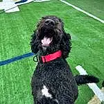 Dog, Dog breed, Carnivore, Water Dog, Grass, Companion dog, Collar, Liver, Dog Collar, Furry friends, Terrier, Working Dog, Giant Dog Breed, Non-sporting Group, Artificial Turf, Working Animal, Toy Dog, Dog Supply