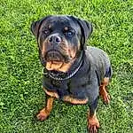Dog, Dog breed, Carnivore, Plant, Grass, Companion dog, Fawn, Working Animal, Rottweiler, Snout, Canidae, Terrestrial Animal, Molosser, Working Dog, Guard Dog, Groundcover, Puppy, Hunting Dog, Hound