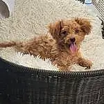 Dog, Dog Supply, Dog breed, Carnivore, Liver, Companion dog, Fawn, Toy Dog, Water Dog, Snout, Working Animal, Terrier, Canidae, Small Terrier, Furry friends, Yorkipoo, Pet Supply, Maltepoo, Poodle Crossbreed