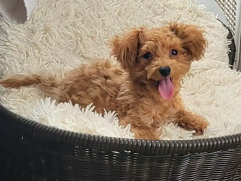 Dog, Dog Supply, Dog breed, Carnivore, Liver, Companion dog, Fawn, Toy Dog, Water Dog, Snout, Working Animal, Terrier, Canidae, Small Terrier, Furry friends, Yorkipoo, Pet Supply, Maltepoo, Poodle Crossbreed