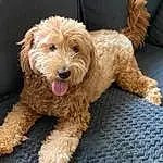 Dog, Water Dog, Dog breed, Carnivore, Companion dog, Toy Dog, Poodle, Snout, Terrier, Canidae, Working Animal, Furry friends, Small Terrier, Yorkipoo, Maltepoo, Puppy, Non-sporting Group, Labradoodle, Dog Supply