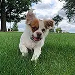 Dog, Cloud, Sky, Plant, Dog breed, Carnivore, Tree, Companion dog, Fawn, Grass, Toy Dog, Snout, Canidae, Tail, Grassland, Dog Supply, Small Terrier, Terrier, Whiskers