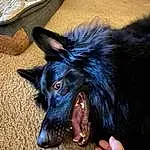 Head, Dog, Dog breed, Carnivore, Jaw, Whiskers, Ear, Companion dog, Snout, Working Animal, Canidae, Electric Blue, Furry friends, Old German Shepherd Dog, Claw, Foot, Fang, Dog Supply, Working Dog