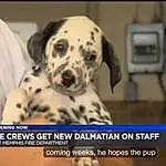 Dog, Dalmatian, Dog breed, Carnivore, Companion dog, Pet Supply, Photo Caption, Liquid, Canidae, Event, Paw, Font, Furry friends, Dog Supply, Logo, Terrestrial Animal, Non-sporting Group, Working Animal