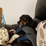 Dog, Comfort, Carnivore, Dog breed, Companion dog, Working Animal, Sitting, Linens, Head Restraint, Couch, Bed, Furry friends, Nap, Guard Dog, Canidae