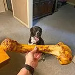 Dog, Carnivore, Food, Cabinetry, Wood, Drawer, Dog breed, Fawn, Companion dog, Hardwood, Wrist, Tail, Working Animal, Human Leg, Chest Of Drawers, Cupboard, Paw, Room