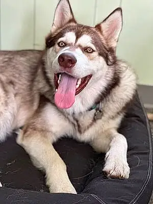Name Alaskan Malamute Dog Samson