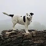 Dog, Sky, Carnivore, Dog breed, Companion dog, Tail, Fog, Canidae, Cloud, Mist, Working Animal, Rock, Working Dog, Terrier, Ancient Dog Breeds