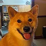 Dog, Carnivore, Dog breed, Whiskers, Spitz, Fawn, Companion dog, Snout, Dingo, Furry friends, Shelf, Working Animal, Picture Frame, Canidae, Tail, Canis, Terrestrial Animal, Bookcase, Herding Dog