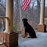 Dog, Plant, Flag, Sky, Tree, Flag Of The United States, Carnivore, Dog breed, Fawn, Companion dog, Wood, Flag Day (usa), Tail, Winter, Hardwood, Art, Working Dog, Guard Dog, Canidae