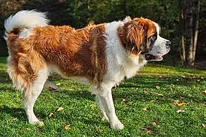 Name Saint-Bernard Dog Dallas