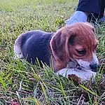 Dog, Plant, Carnivore, Dog breed, Grass, Companion dog, Fawn, Snout, Hound, Canidae, Terrestrial Animal, Groundcover, Scent Hound, Grassland, Beagle-harrier, People In Nature, Hunting Dog
