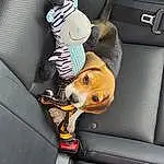 Dog, Carnivore, Vroom Vroom, Vehicle Door, Fawn, Vehicle, Car Seat Cover, Automotive Exterior, Toy, Car Seat, Car, Automotive Design, Auto Part, Stuffed Toy, Comfort, Companion dog, Dog breed, Seat Belt, Family Car, Bag