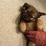 Hand, Dog, Carnivore, Dog breed, Ear, Finger, Fawn, Companion dog, Snout, Working Animal, Furry friends, Paw, Felidae, Canidae, Toy Dog, Nail, Thumb, Terrestrial Animal