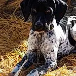 Dog, Dog breed, Carnivore, Grass, Working Animal, Fawn, Snout, Canidae, Terrestrial Animal, Companion dog, Event, Hay, Non-sporting Group, Working Dog, Hunting Dog, Straw