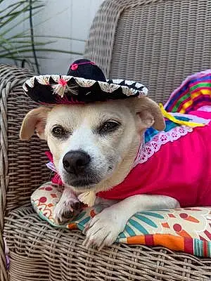 Name Chihuahua Dog Marley