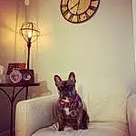 Dog, Furniture, Couch, Light, Comfort, Carnivore, Lighting, Interior Design, Purple, Clock, Dog breed, Fawn, Companion dog, Tints And Shades, Lamp, Living Room, Room, Window